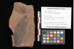 Foto (Objekt + Etikett) von Quercus palaeoilex Ettingshausen (NHMW-GEO-2024-0188-0895)